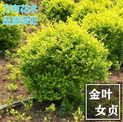 金叶女贞球绿化苗庭院围墙篱笆