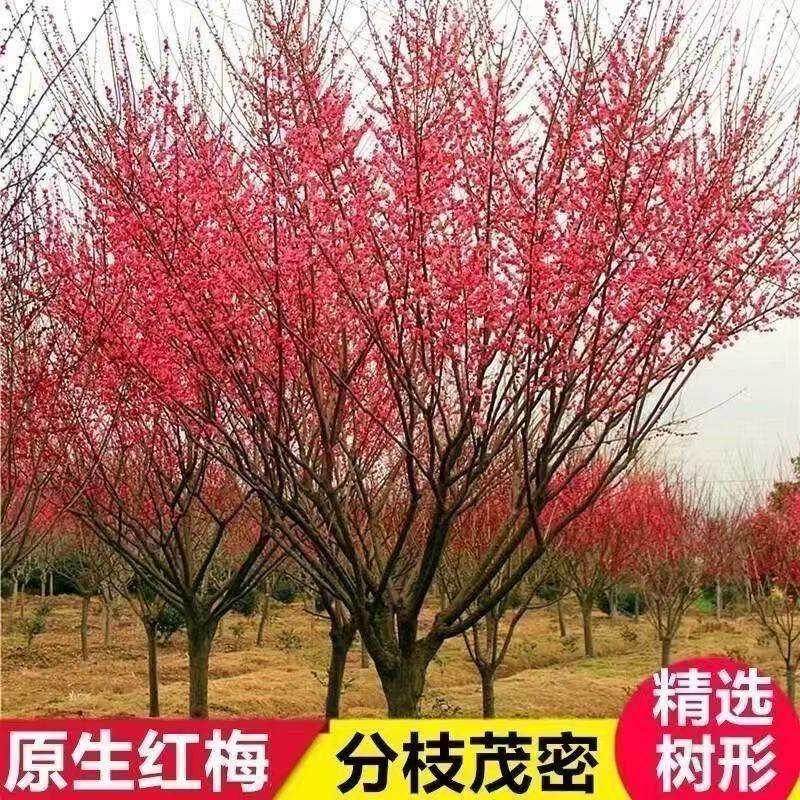原生红梅树苗梅花苗庭院绿化耐寒腊梅红梅花树苗茂密精选树形绿梅