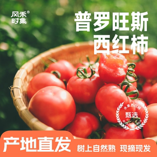 陕西泾阳柿愿普罗旺斯西红柿番茄沙瓤多汁生吃新鲜孕妇水果产地发
