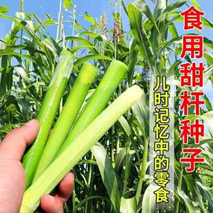 甜甘蔗高粱种子甘蔗甜杆种子甜高粱芦栗甜秫秸糖高粱种子脆甜多汁