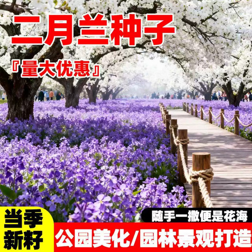 二月兰花籽诸葛菜种籽耐寒耐旱庭院别墅公园景区野花组合花卉种子