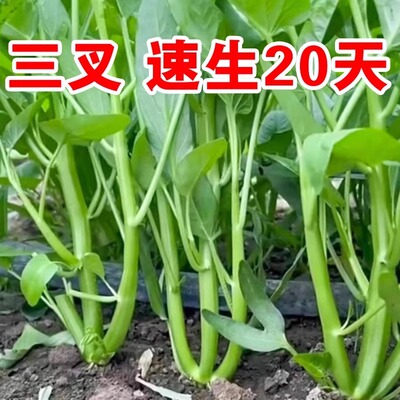 空心菜种籽阳台蔬菜种子四季三叉通心菜苗小大叶水养盆栽种孑大全