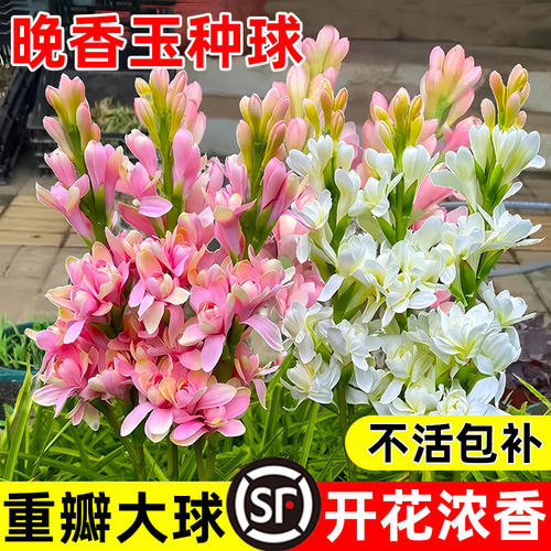 重瓣晚香玉盆栽花卉苞浓香型庭院室内耐寒植物带花当年开花多年生