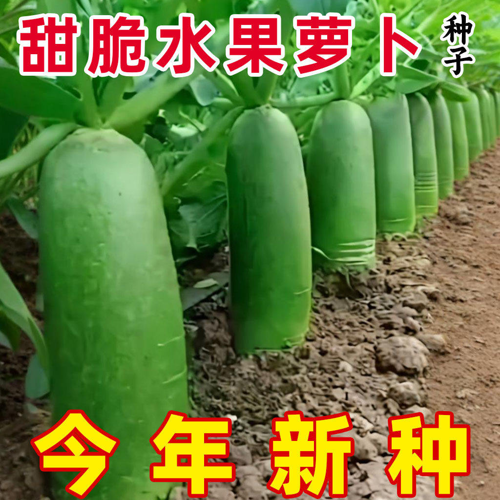沙窝水果萝卜种子冰糖脆萝卜种籽青生吃脆甜四季播高产农家蔬菜孑