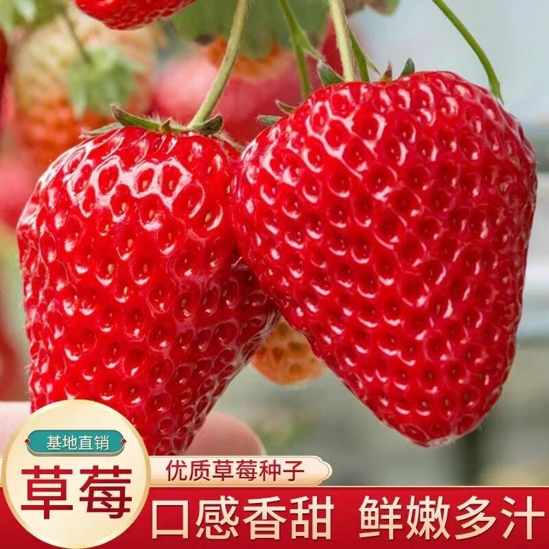 奶油草莓种子四季奶油草莓籽四季草莓红颜草莓种子养不死草莓种子图片