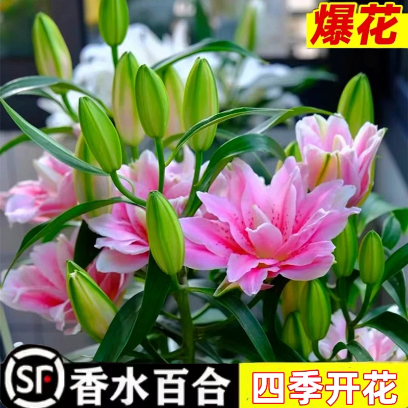 重瓣香水百合花种球盆栽香雪兰花卉绿植物四季开花郁金香春秋易活图片