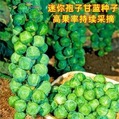 抱子甘蓝孢子甘蓝菜种子苗蔬菜种籽高果率小包菜卷心蔬菜种子大全