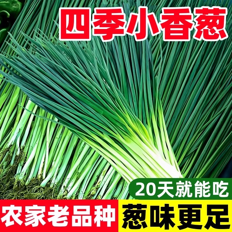 四季小香葱种子老品种葱种籽分葱大葱小葱籽阳台耐寒盆栽蔬菜种孑