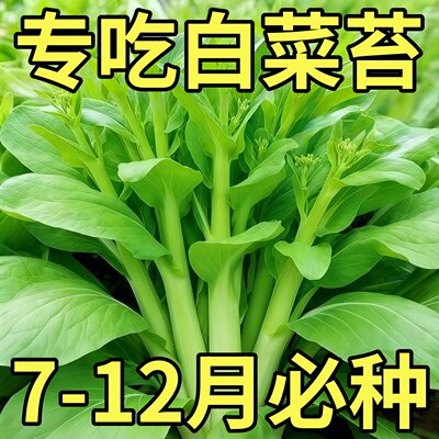 四季奶油白菜苔种子速生多芽口感柔嫩四季可播阳台庭院盆栽蔬菜籽