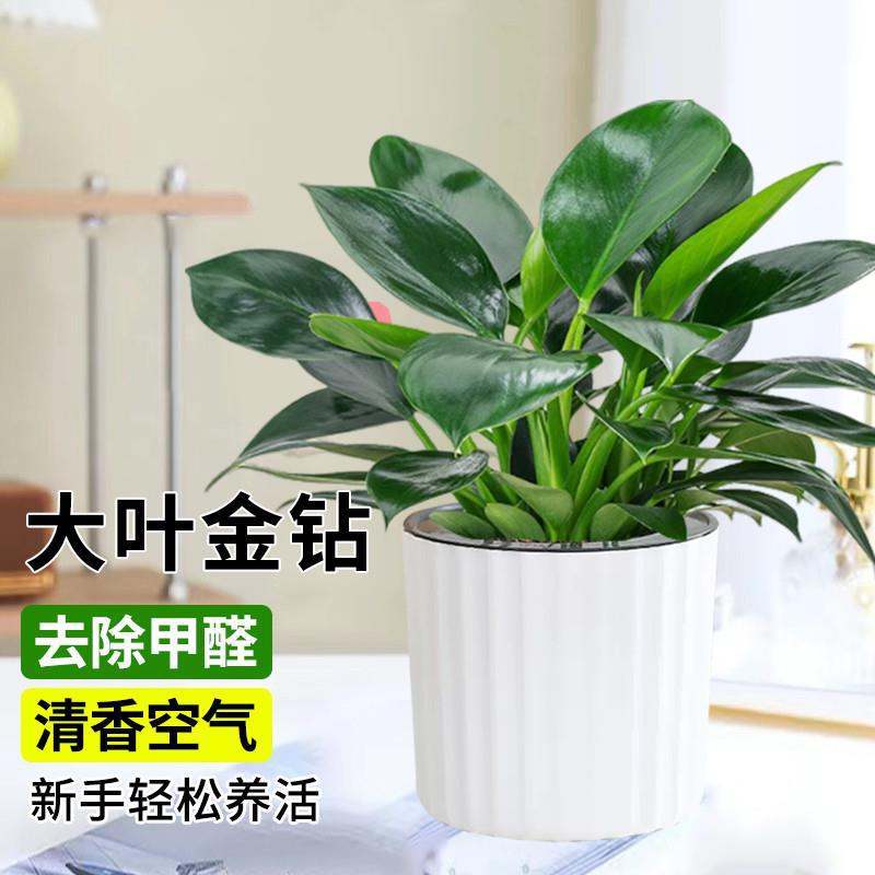 【沾水就活】金钻盆栽室内净化空气美观桌面绿植办公室单质氮肥WL
