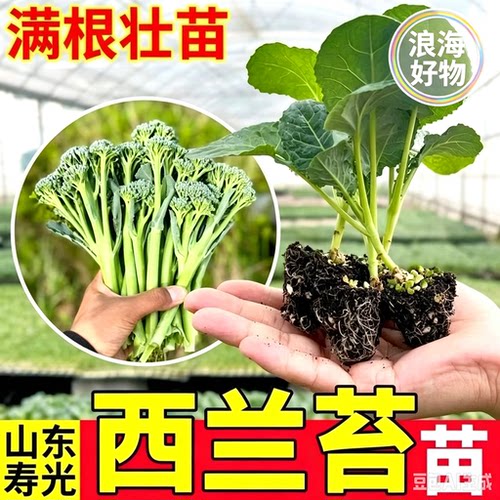 【下单立减50】多茬采收甜杆西兰苔苗易种阳台盆栽农家高产耐热RR