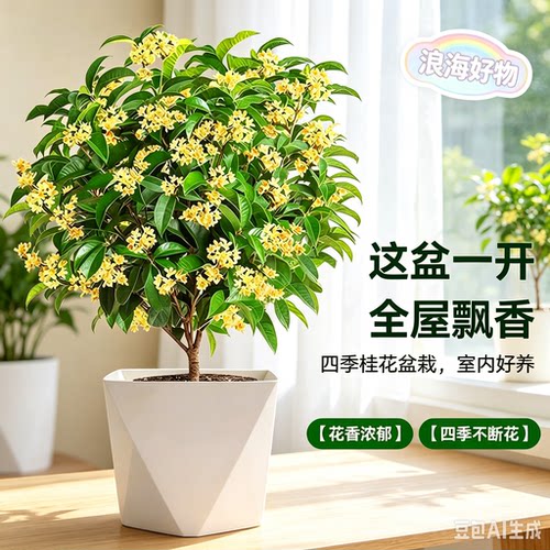 桂花盆栽四季桂树苗浓香型室内庭院HQ2