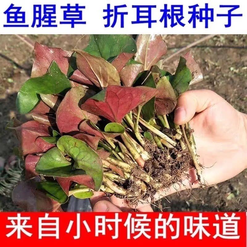 【到手1000颗】鱼腥草折耳根种子好吃易种阳台盆栽四季种子籽WL2