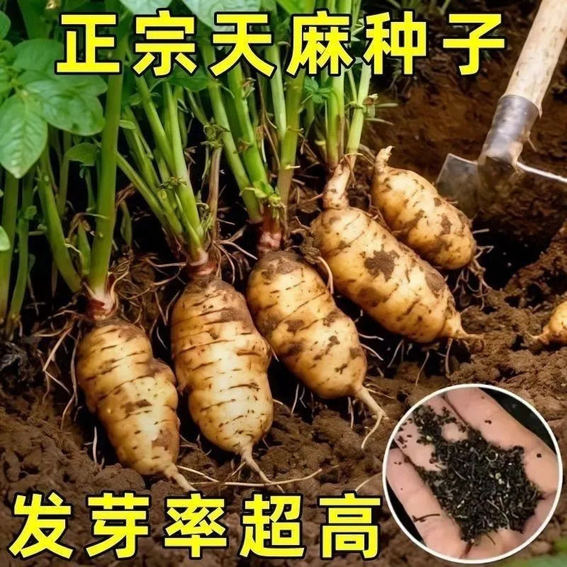 【正宗天麻种子】新鲜天然天麻种子四季种植天麻种子阳台种植WL