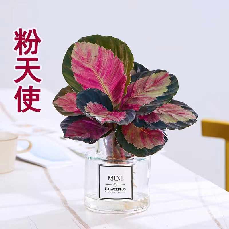 红玫瑰竹芋盆栽彩叶水培网红植物四季养殖室内桌面花卉绿植