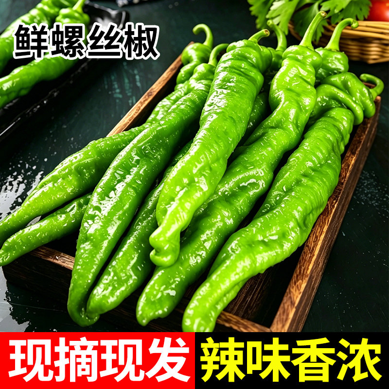 螺丝椒新鲜蔬菜现摘农家自种产地直发山东寿光牛角椒青椒辣椒