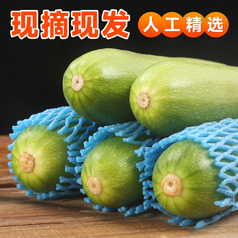 西葫芦新鲜山东产地直发现摘番瓜菜瓜农家蔬菜茭瓜白瓜角瓜翠玉瓜