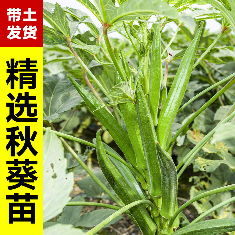 秋葵苗大苗带土秧苗寿光盆栽蔬菜正宗水果奶油黄绿红羊角秋葵种子