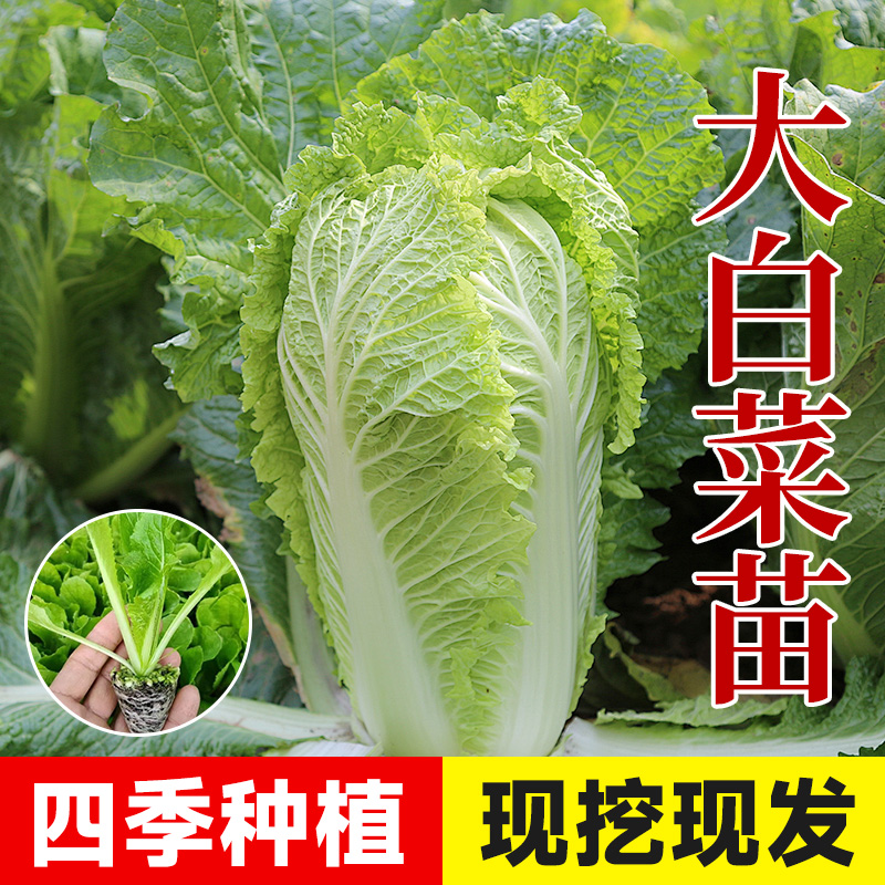 大白菜苗秧苗四季阳台盆栽
