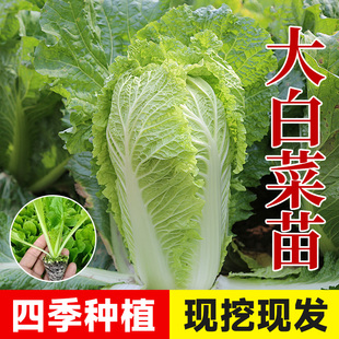 大白菜秧苗种子带土早熟速生四季 阳台盆栽寿光老品种黄心奶油白菜