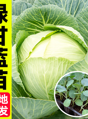 包菜秧苗种子带土山东寿光四季阳台盆栽本地老品种牛心绿甘蓝苗子
