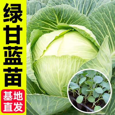 甘蓝苗秧苗四季阳台盆栽