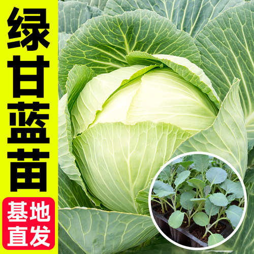 甘蓝苗秧苗四季阳台盆栽