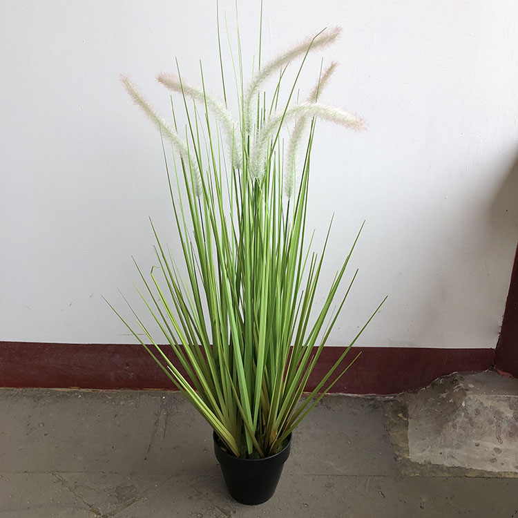 兔尾草干花舞台道具稻谷狗尾草芦苇干草装饰绿色植物盆栽盆景