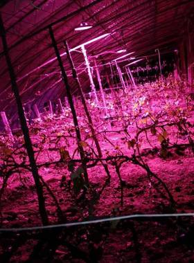 日耀MRGl物ed植灯生长灯全卉光谱室内花育苗光多肉蔬菜温室大棚补