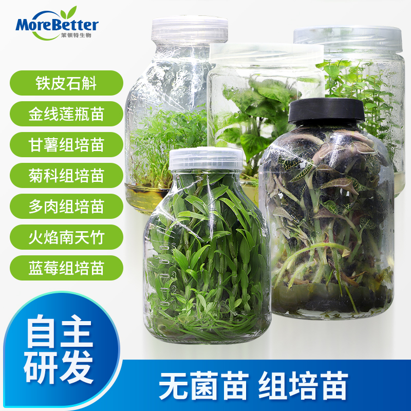菊花多肉蓝莓甘薯无菌转接扩繁