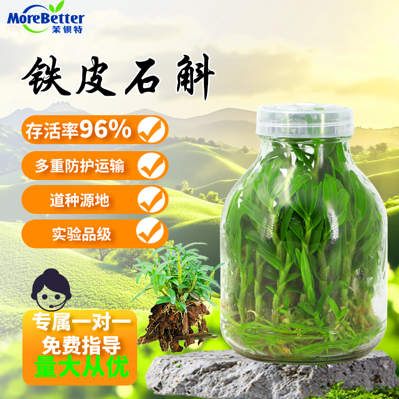 铁皮石斛组培瓶苗红杆软脚抗寒抗旱浙江品种石斛幼苗优质种苗足月