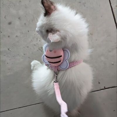猫咪蜜蜂牵引绳外出挣脱防脱工字工字型调节宠物专用布偶泰迪小型