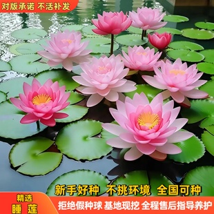 大睡莲水培植物根块碗莲多季水养荷花水莲花盆栽花卉水池塘带花苞
