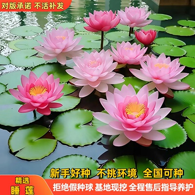 正宗现挖睡莲带芽包成活包开对版