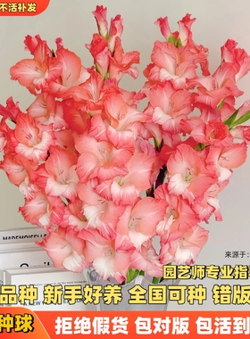 进口剑兰种球花苗花卉切花盆栽地栽十三太保唐菖蒲庭院室外绿植物