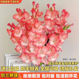 进口剑兰种球花苗花卉切花盆栽地栽十三太保唐菖蒲庭院室外绿植物