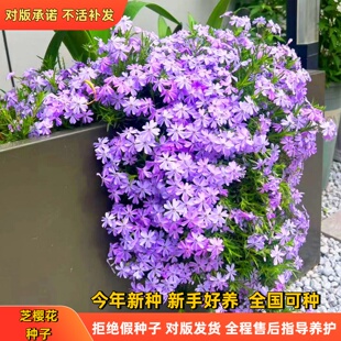 芝樱花苗地被丛生福禄考多年生花期长荐新款好种易活花圃草本花卉
