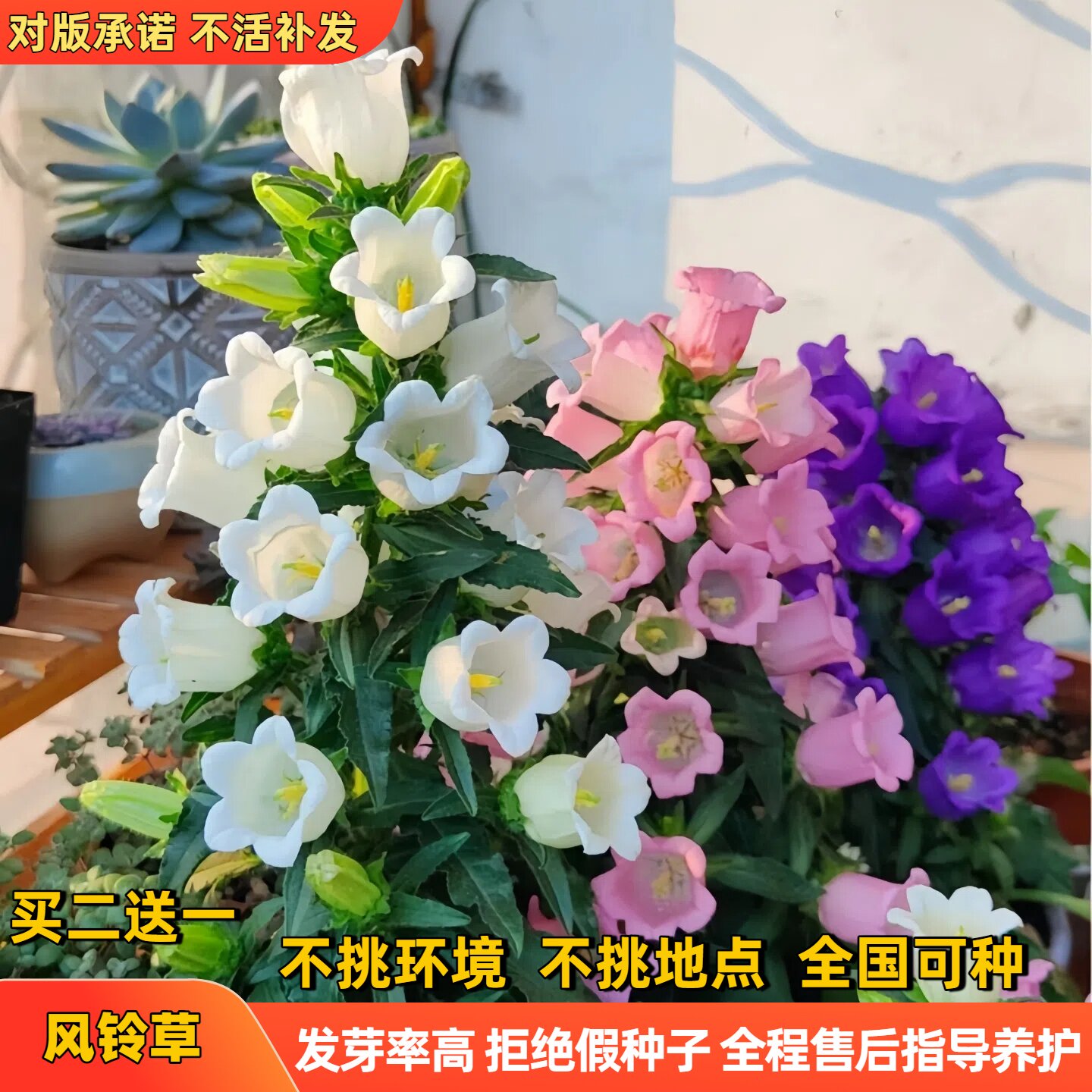 风铃草花种室内外太阳花洋桔梗盆栽地栽植物花籽阳台花草种籽子孑