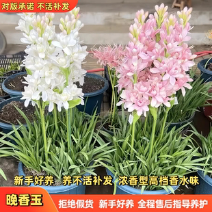 浓香型重瓣晚香玉种球根多年生花苗庭院阳台室内花卉盆栽耐寒耐热