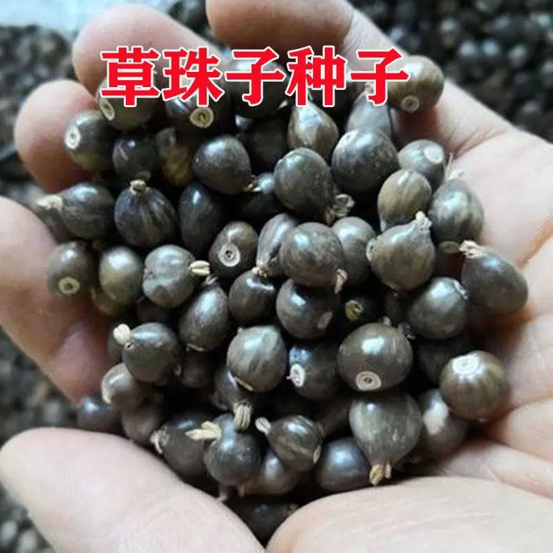 草珠子种子四季种植高产