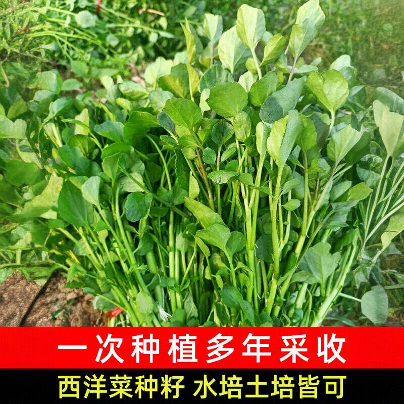 西洋菜种籽豆瓣菜种子四季菜种水芥菜蔬菜菜苗孑种苗籽种广东青菜
