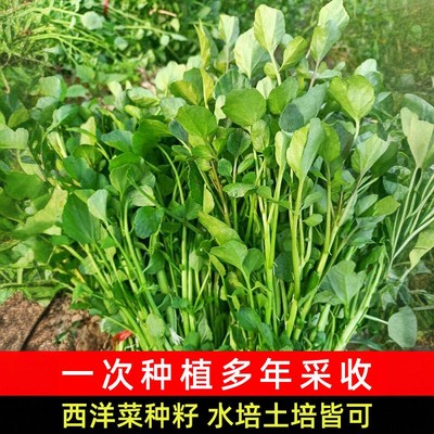 西洋菜种籽豆瓣菜种子四季菜种水芥菜蔬菜菜苗孑种苗籽种广东青菜