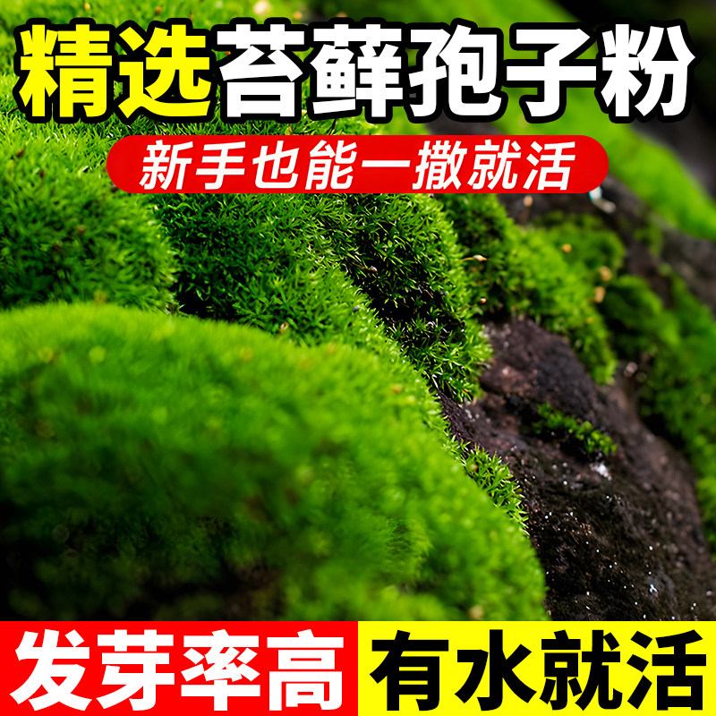 天然野生苔藓孢子粉四季常绿