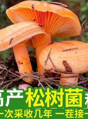 乌枞菌黄枞菌菌种室外菜园室内盆栽种植可食用蘑菇四季松树菌野生