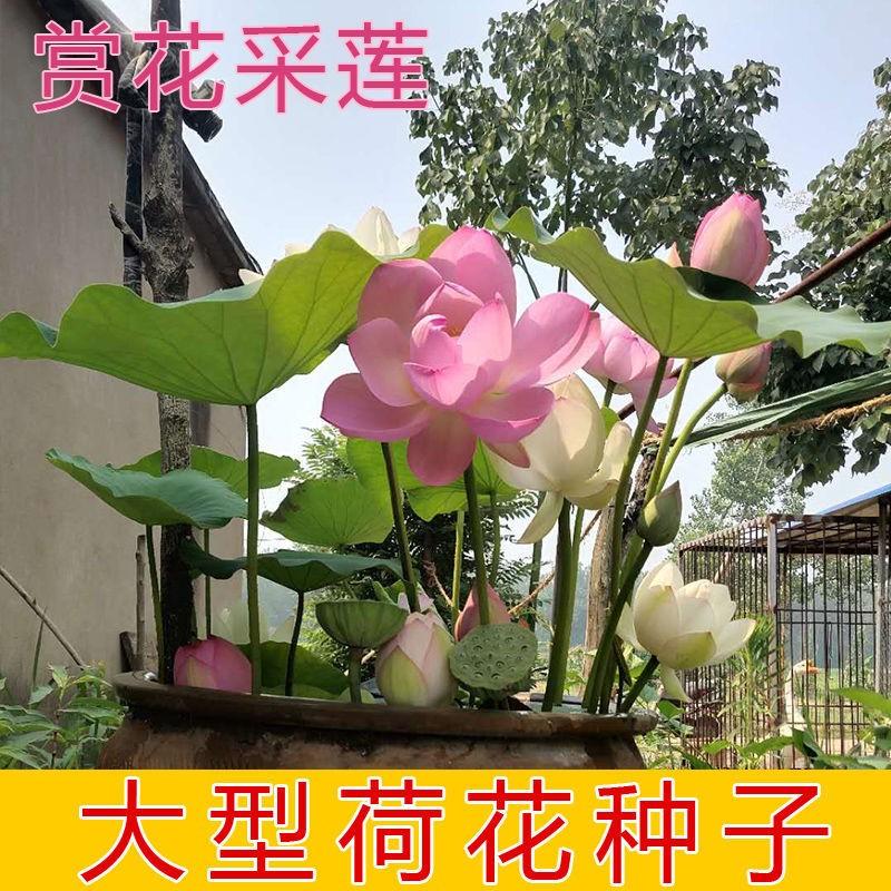 大型荷花磨盘种子高产藕产莲子籽盆栽池塘大田观赏四季播花卉绿植