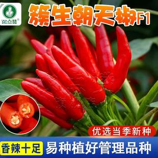 朝天椒种籽辣椒秧苗小米辣青椒树苗种子四季种植盆栽蔬菜种孑大全