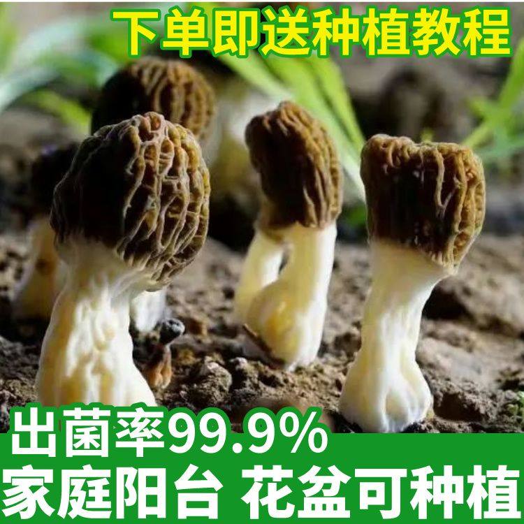 正宗羊肚菌菌种家种居家盆栽可种野生牛肚菌猪肚菌菌种菌包食用菌