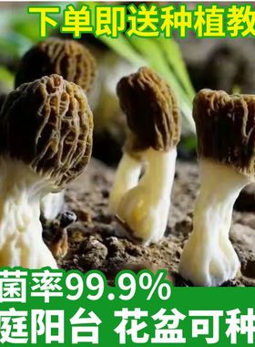 正宗羊肚菌菌种家种居家盆栽可种野生牛肚菌猪肚菌菌种菌包食用菌