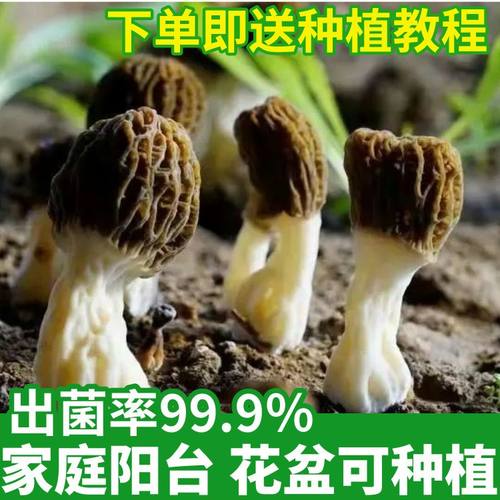 不挑土壤浇水就爆菇送种植技术
