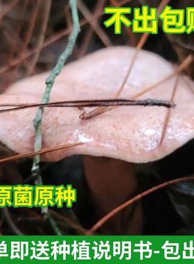 正宗松树菌菌种家种高产乌枞菌黄枞菌原种菌种松菌菌种室内外可种